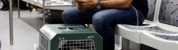 Mascotas en el Subte